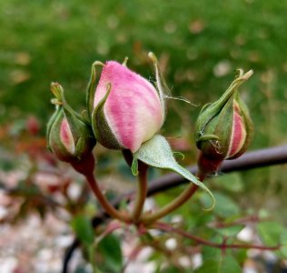 QOS102325_SVGerose012Buds.jpg