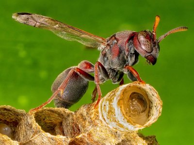 R5m2 R5M25244 Crop 1600 A.jpg