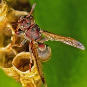 R5m2 R5M25456 Crop 1600.jpg