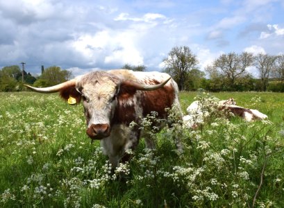 British Longhorn.jpg