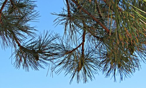 Needles_Pine092522_SVGNPNAXsml1111.JPG Needles_Pine092522_SVGNPNAXsml1111.JPG
