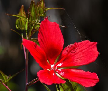 06-03-2012 Botanical Garden 26.jpg