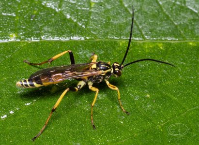 R7_E8374 Ichneumon wasp.jpg