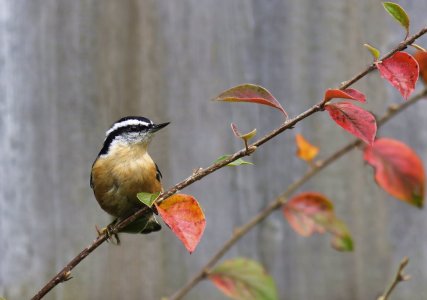 Nuthatch Ne7T.jpg Nuthatch Ne7T.jpg