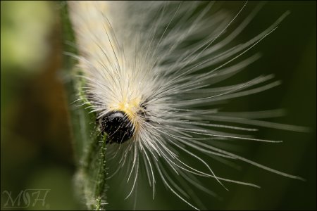 56463_Caterpillar.jpg