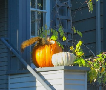 squrlpumpkn11.25.25.jpg squrlpumpkn11.25.25.jpg