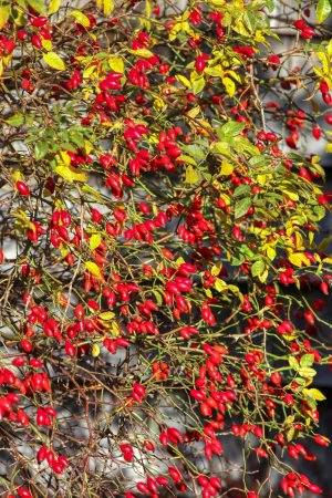 IMG_6565T Au (Small).jpg IMG_6565T Au (Small).jpg