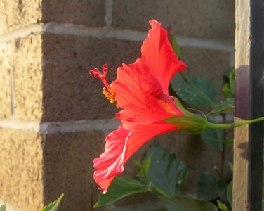 hibiscus11.27.25.jpg hibiscus11.27.25.jpg