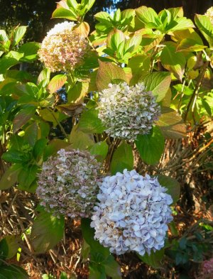 hydrangeas11.28.25.jpg hydrangeas11.28.25.jpg