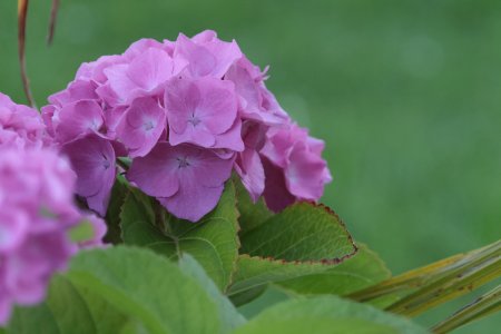 IMG_4533-1300.jpg IMG_4533-1300.jpg