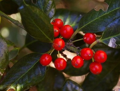 IMGP8234.jpg IMGP8234.jpg