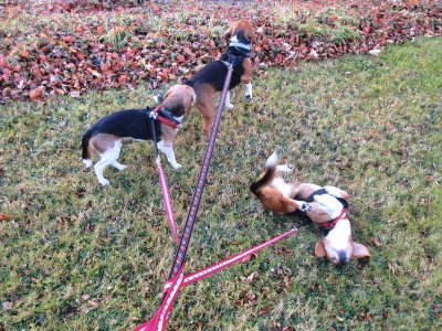 IMG_9090T Ne (Small).jpg IMG_9090T Ne (Small).jpg