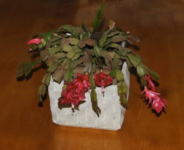 IMG_6589 (Small).jpg