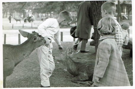 Deer in Nara-1961.jpg