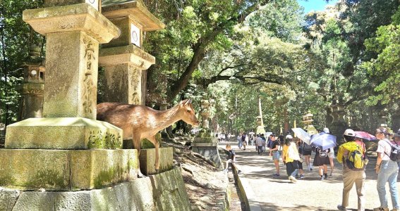 Nara Deer Park.jpg