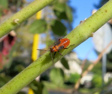 milkwdbug10.24.24.jpg