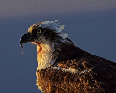 osprey_portrait.jpg