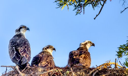 Topaz AI2X8A1972-topaz-enhance-denoiseraw-sharpen-Edit as Smart Object-1 copy.jpg