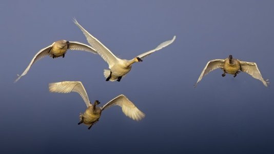 incomingswans.jpg