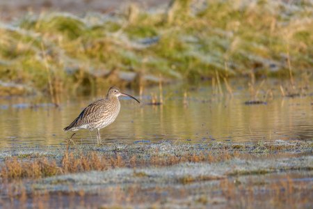 Curlew.jpg