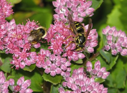 IMG_0290-T-Ne2-T.jpg IMG_0290-T-Ne2-T.jpg