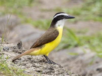 R7_D9834 Great Kiskadee.jpg
