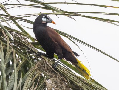 R7_D9746  Montezuma Oropendola-Enhanced-NR.jpg