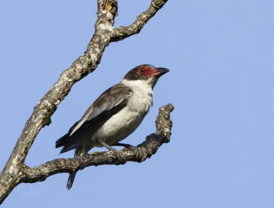 R7_E1661 Masked Tityra.jpg