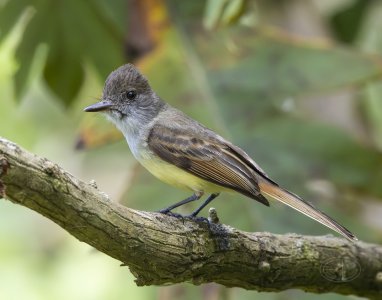 R7_E1802 Brown-crested Flycatcher.jpg