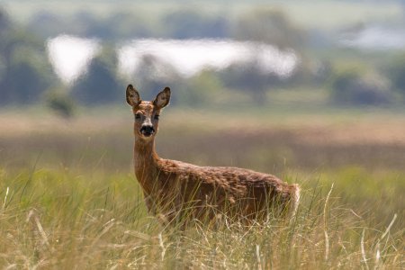 Aberlady21May25_5814.jpg