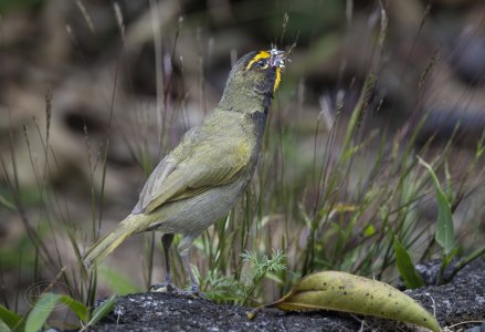 R7_E1927 Yellow-faced Grassquit-Edit.jpg