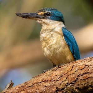 R5m2 R5M25587 Crop 1600.jpg