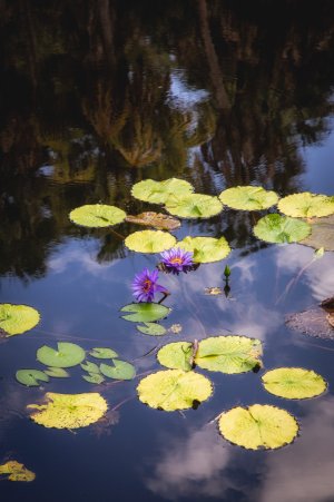 Water Lilies.jpg Water Lilies.jpg