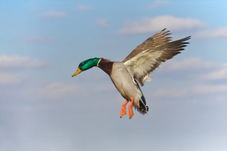 Obligatory Duck - first FoP post - 1.jpeg Obligatory Duck - first FoP post - 1.jpeg