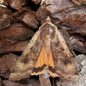 LgYelUnderwing5:16:12.jpg