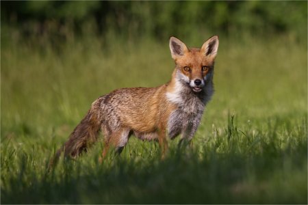 Vixen.jpg