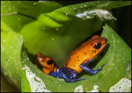 Strawberry Poison Darter_II.jpg