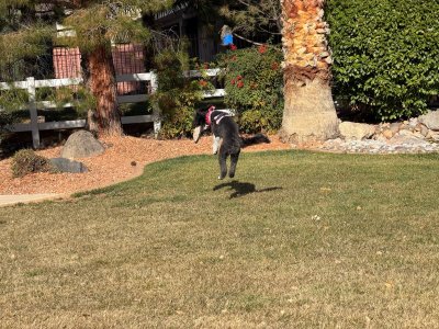 Brie Jump.jpg Brie Jump.jpg