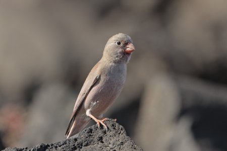 X_MG_6908 Kanarianaavikkotulkku.jpg