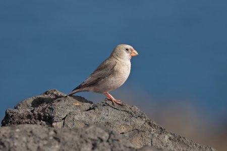 X_MG_6890 Kanarianaavikkotulkku.jpg