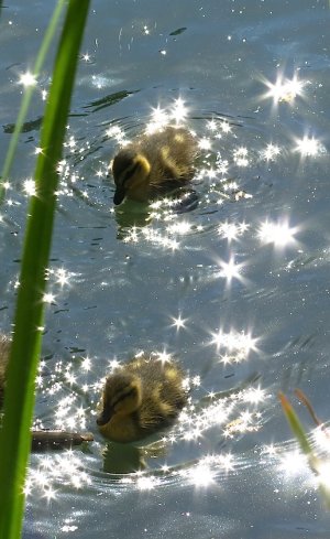DucklingsVersion II.jpg