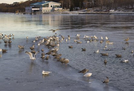 IMG_7603T1 Ne (Small).jpg IMG_7603T1 Ne (Small).jpg