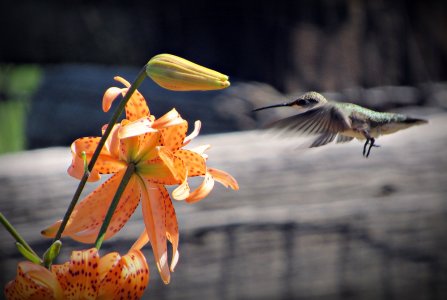HummingbirdAndTigerLily080324_SVGhbrdl30.JPG