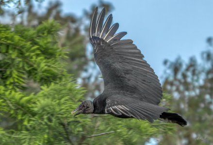 S20240317 Vulture-1.jpg