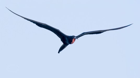R7_F9467 Magnificent Frigatebird-Edit.jpg