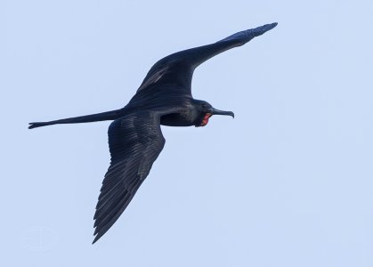 R7_F9471 Magnificent Frigatebird-Edit.jpg