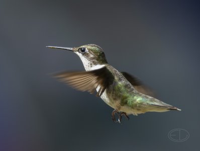 R7_F5182 Hummingbird.jpg