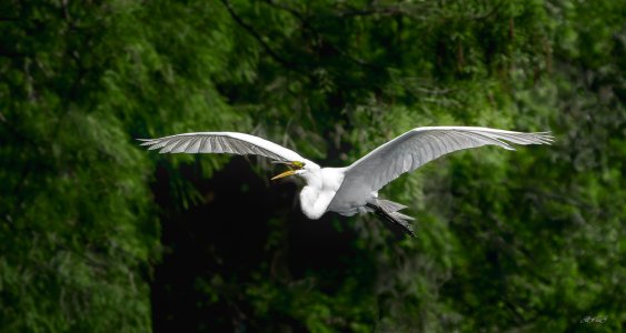 S20240329 White Egret-1.jpg