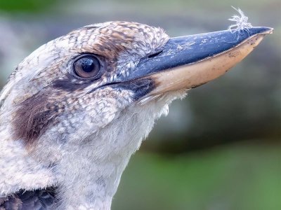 R5m2 R5M26763 Crop 1600 A.jpg