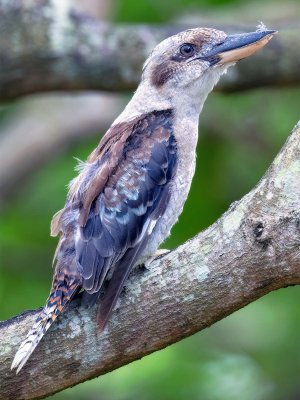 R5m2 R5M26763 Crop 1600.jpg